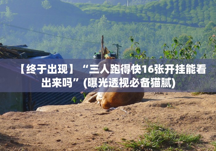 【终于出现】“三人跑得快16张开挂能看出来吗”(曝光透视必备猫腻) 【终于出现】“三人跑得快16张开挂能看出来吗”(曝光透视必备猫腻)